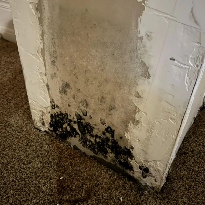 Professional Mold Removal in Fredericktown, OH